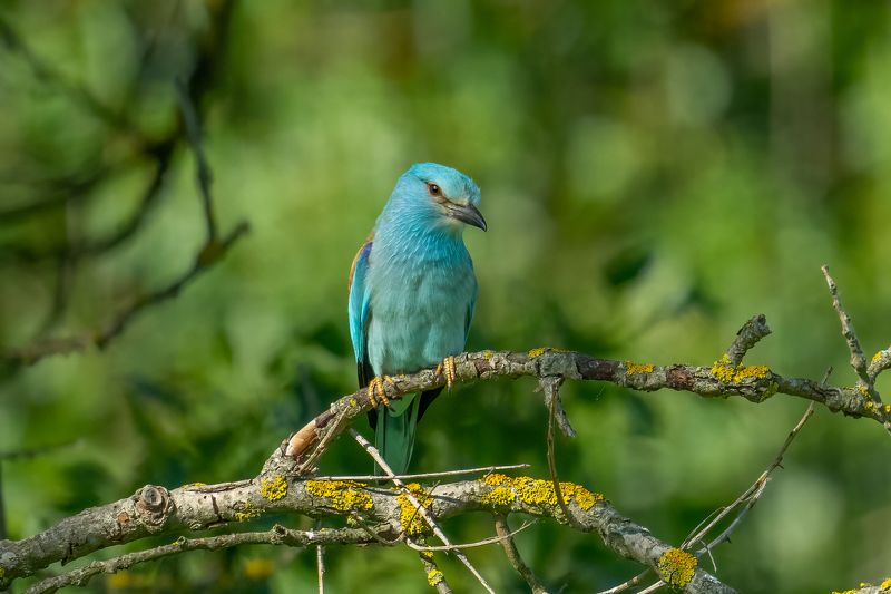 European roller (Coracias garrulus)... фото превью