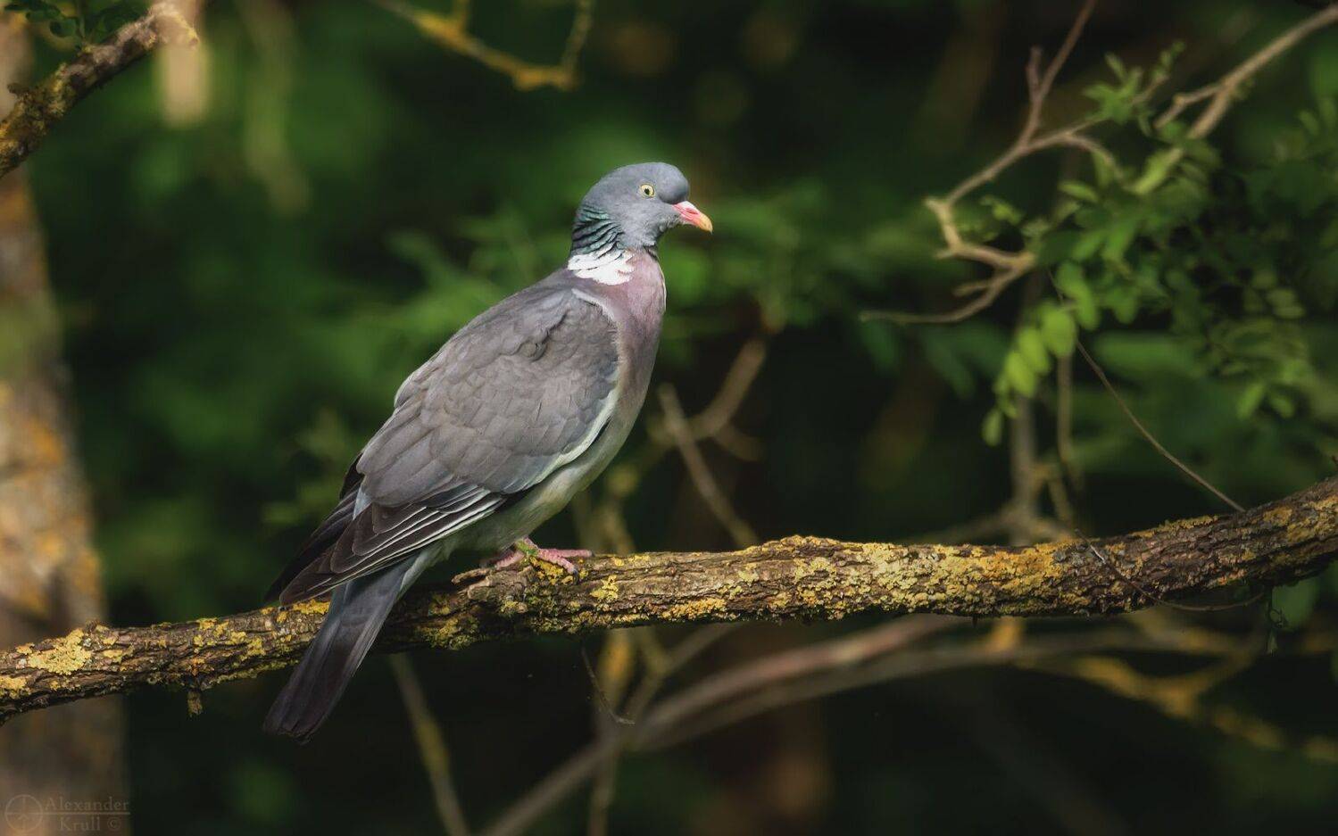 , Александр Круль