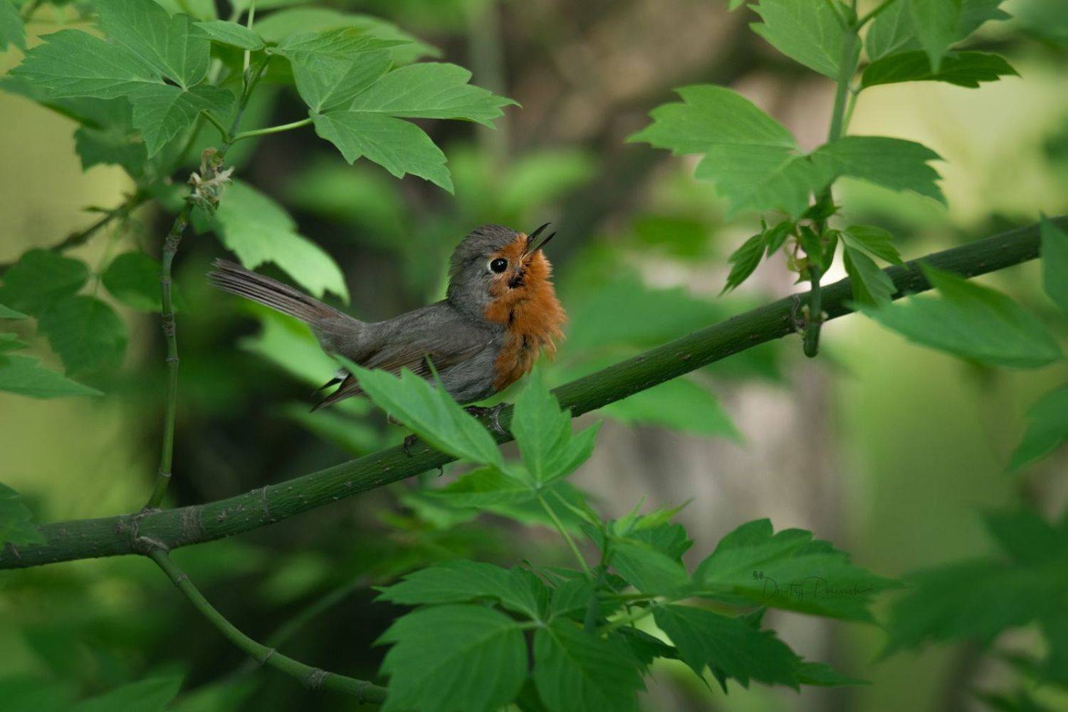 природа, лес, поля, огороды, животные, птицы, макро, Дмитрий Посевич