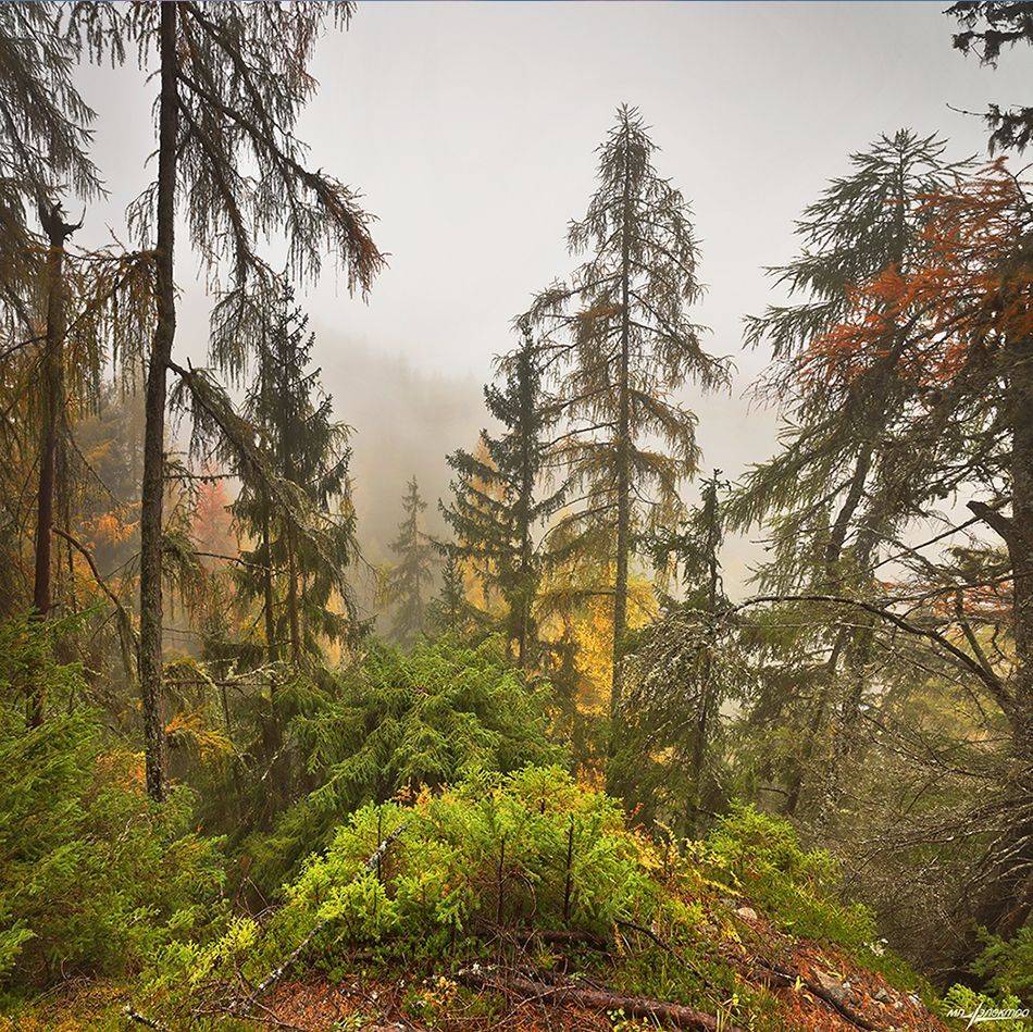 swiss, Матвеев Николай