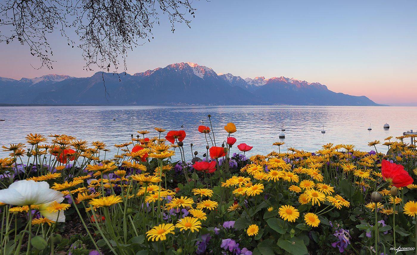 swiss, Матвеев Николай
