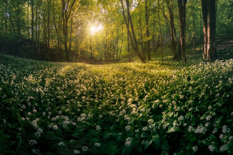 Garlic forest фото превью