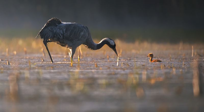 żuraw фото превью