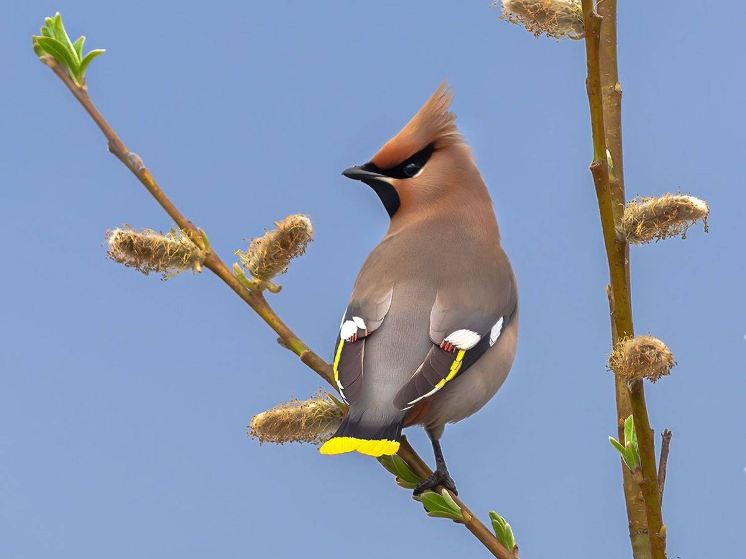 печора,север,птицы,весна,анималистика,свиристель,красота,лес,закат,pechora, north, birds, spring, animalistics, , beauty, forest, sunset, Игорь Триер