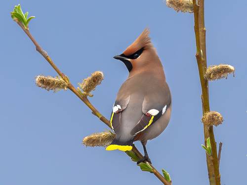 Свиристель