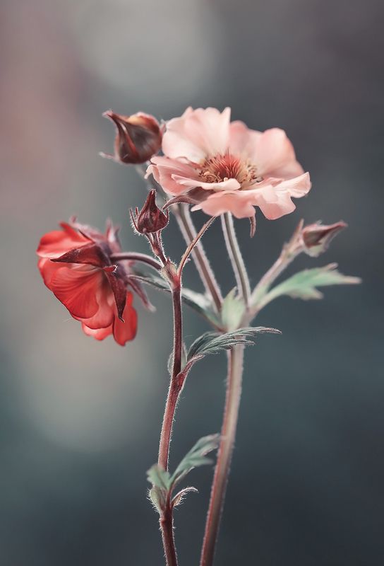 Geum фото превью