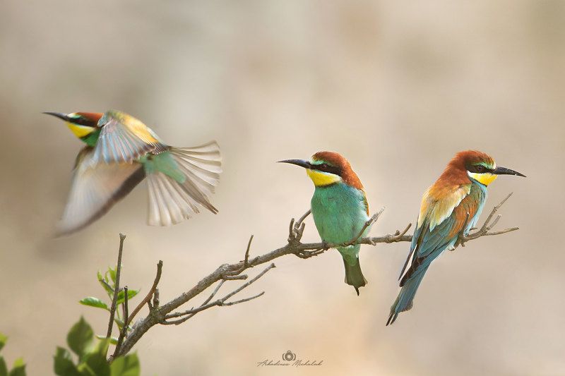 Żołna фото превью