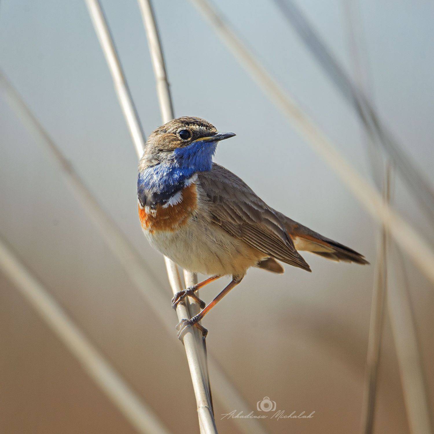 , Arkadiusz Michalak