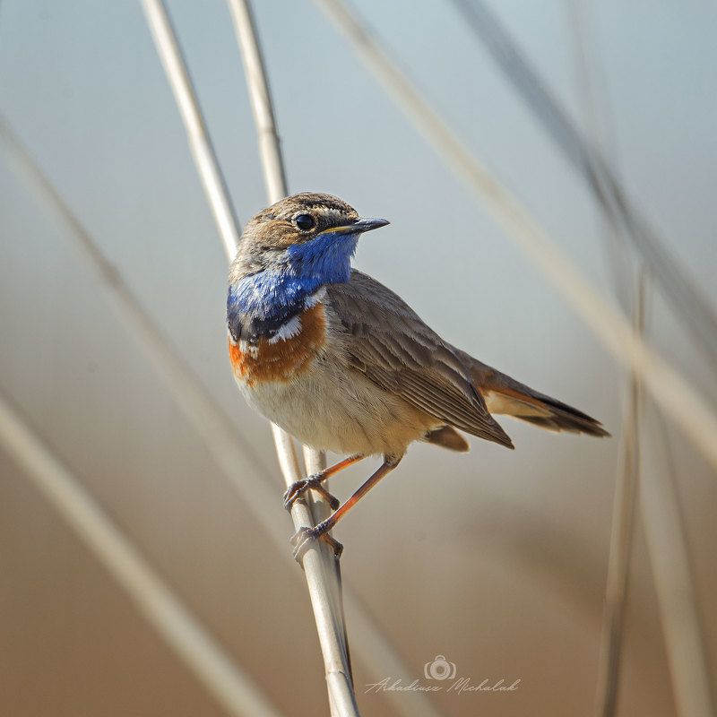 Podróżniczeka фото превью