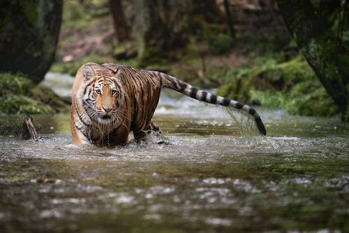 Bathing in the creek