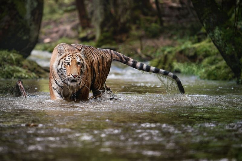 tiger, creek, water, siberian tiger Bathing in the creek фото превью