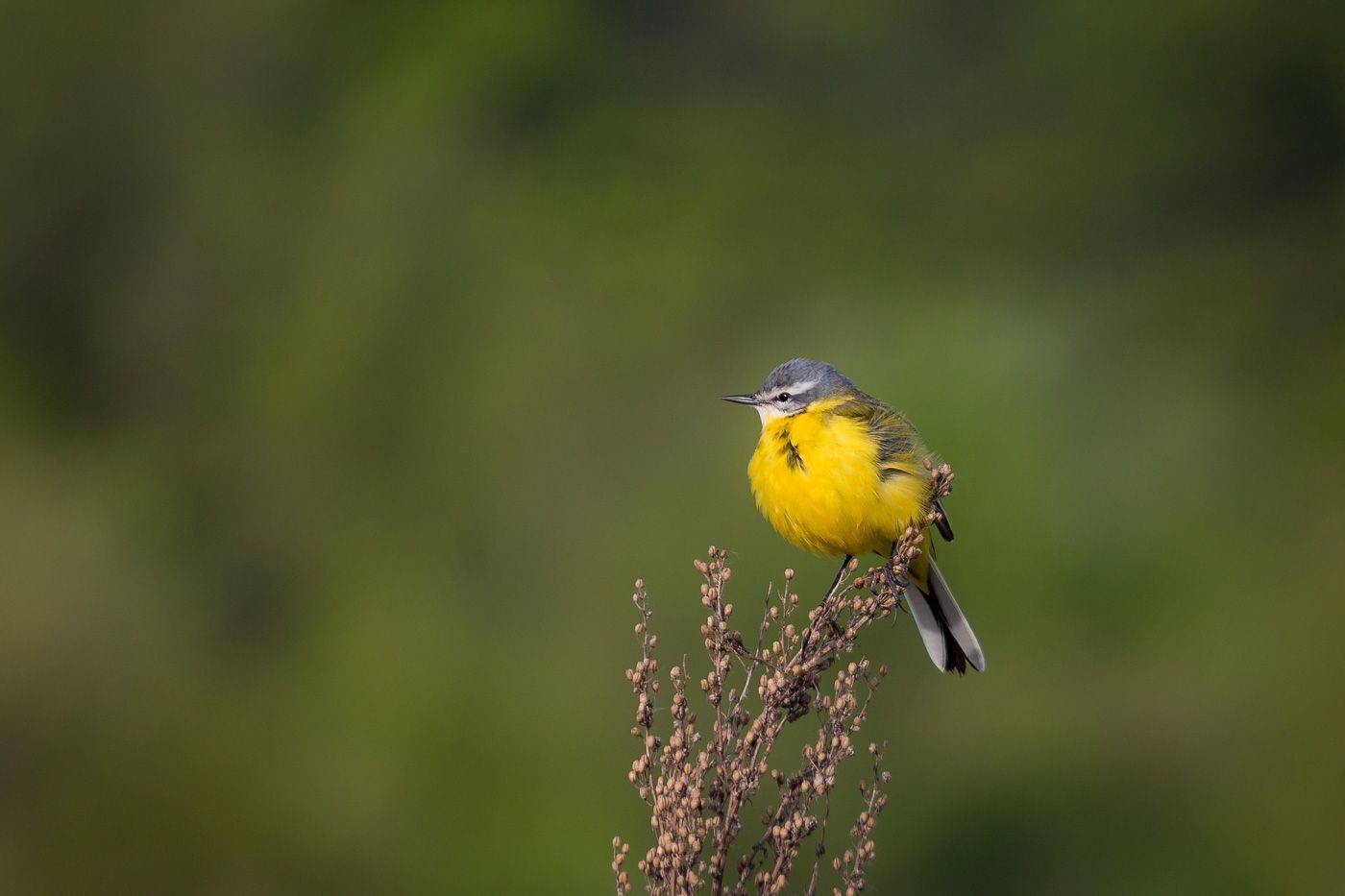 птицы, желтая трясогузка, wildlife, birds, весна, western yellow wagtail, Алексей Юденков