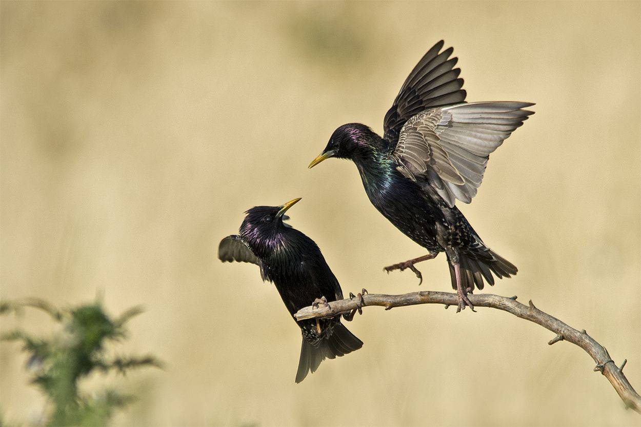, Евгени Стефанов