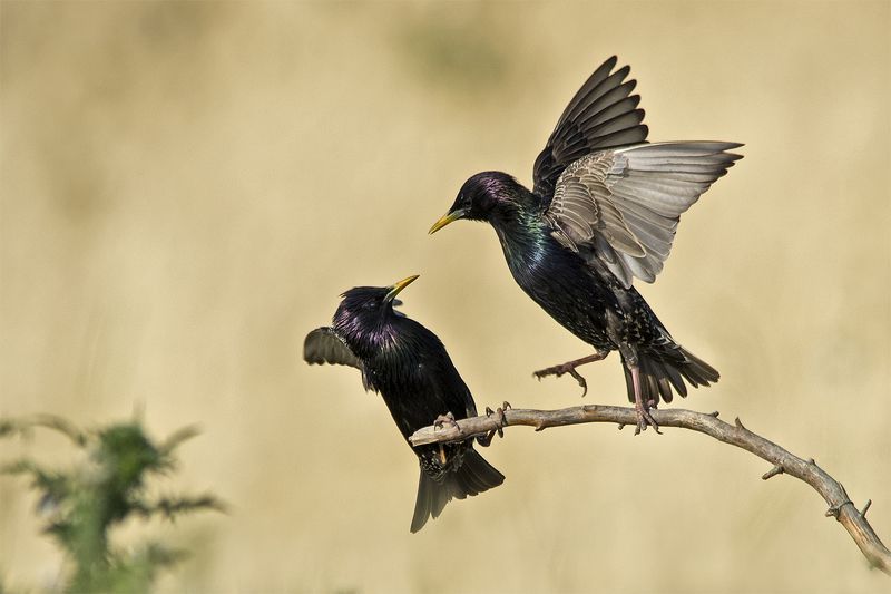 Свада фото превью