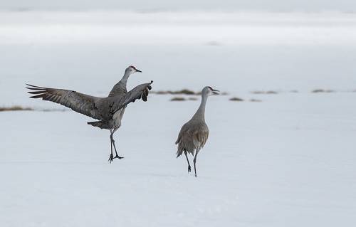 Весна - журавли....