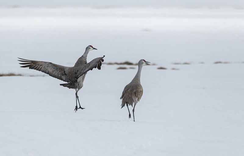 чукотка, арктика, весна, снег, журавль, канадский журавль Весна - журавли.... фото превью