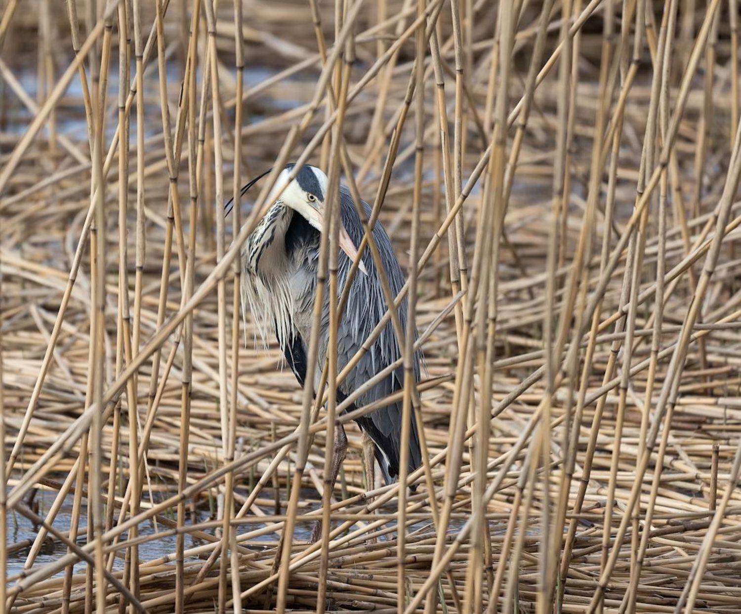 природа, птицы, цапля, засада, Александр Смолкин
