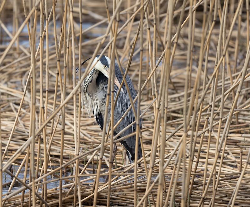 природа, птицы, цапля, засада Взгляд фото превью