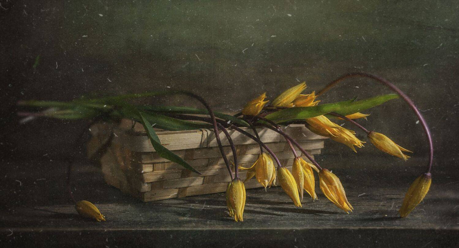 тюльпаны,жёлтые,дикие,цветок,корзинка,пыль,весенние,старая текстура, Владимир Володин