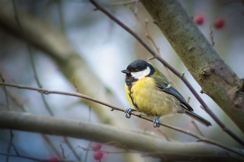 птица, синица, titmouse, bird Первые весенние певцы фото превью