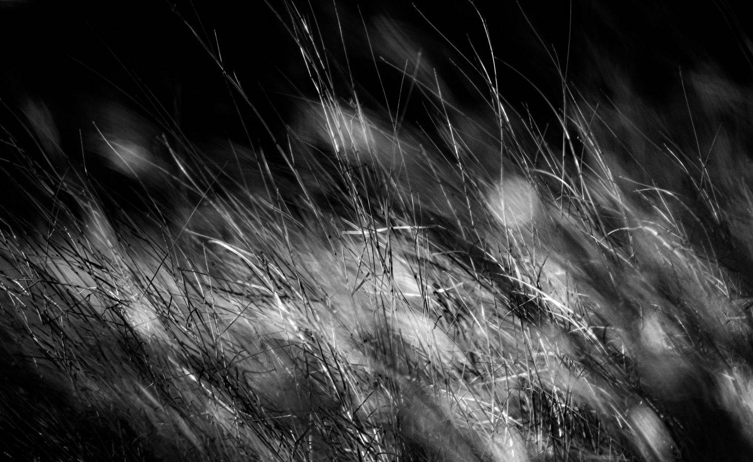 , Дмитрий Несветайлов