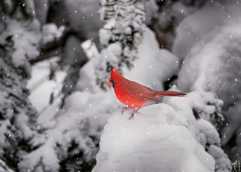 Northern Cardinal фото превью