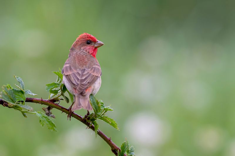 Rodzimy kanarek фото превью