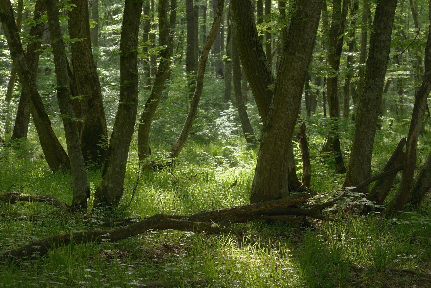 лес весна утро, Александр Жарников