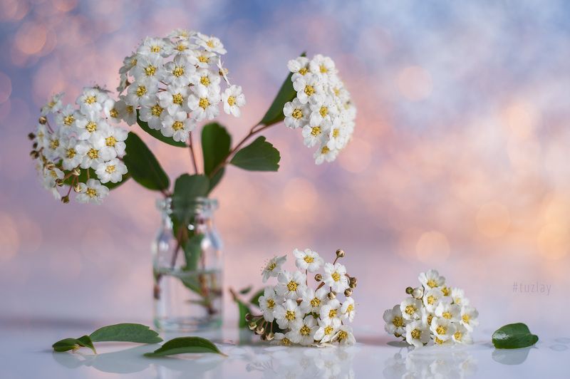 спирея, весна во флаконе, невеста, гелиос 44 Про спирею из 2020 фото превью