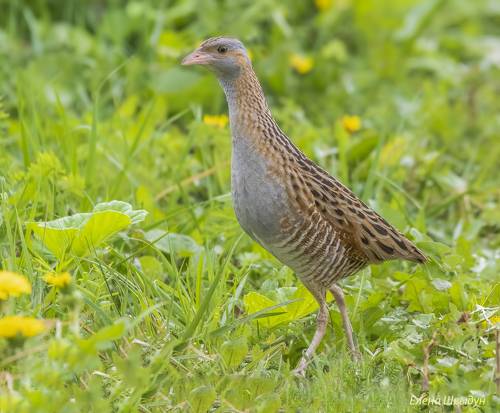 Corn crake