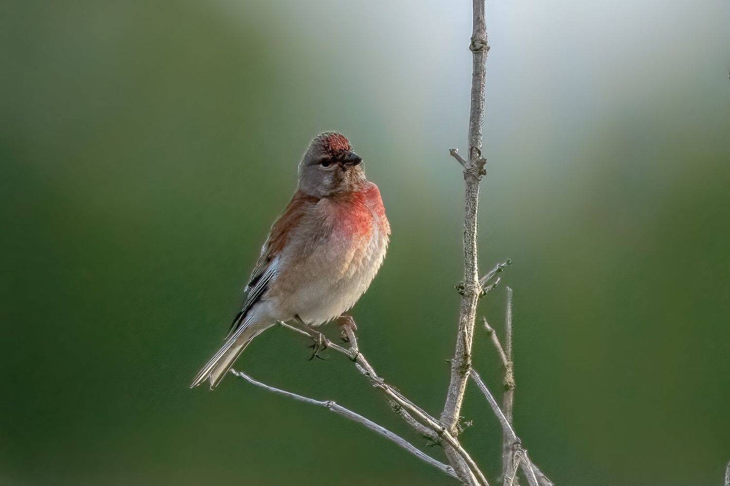 linnet; bird; sparrow; france;, Sib&eacute;