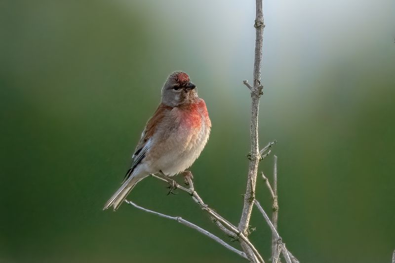 linnet; bird; sparrow; france; Common Linnet фото превью