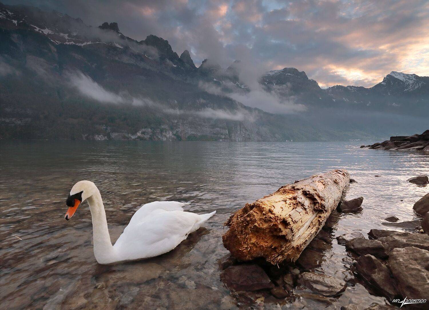swiss, Матвеев Николай