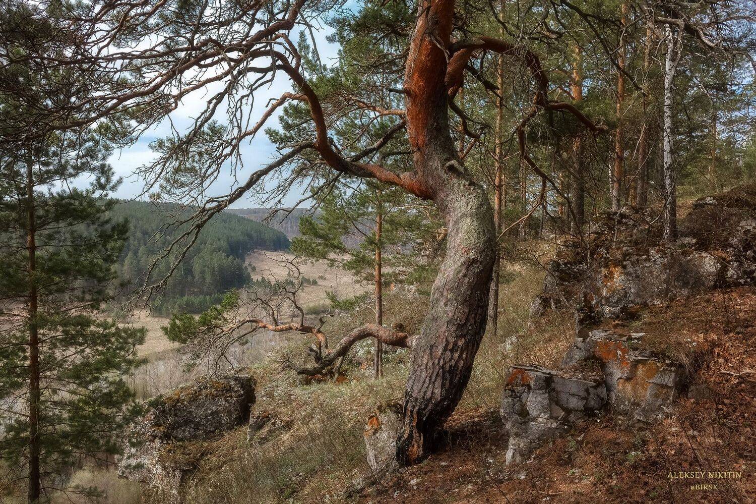 , Алексей Никитин