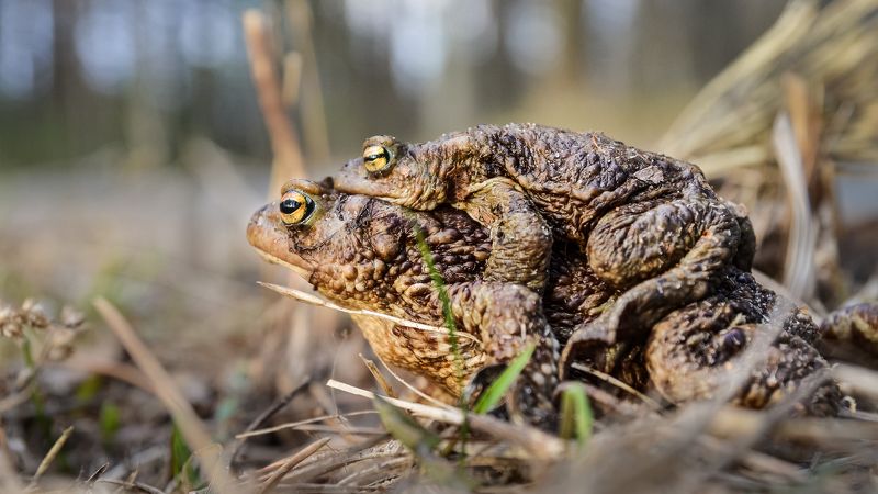 весна  заповедник, любовь, серая жаба, красная книга, ленобласть, озеро Друг тебя не бросит... фото превью
