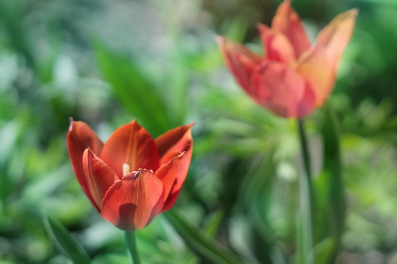 весна, цветы, весенние цветы, природа весна фото превью