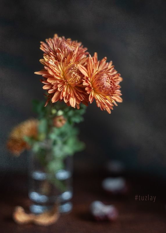 хризантемы Про ноябрьскую хризантему фото превью