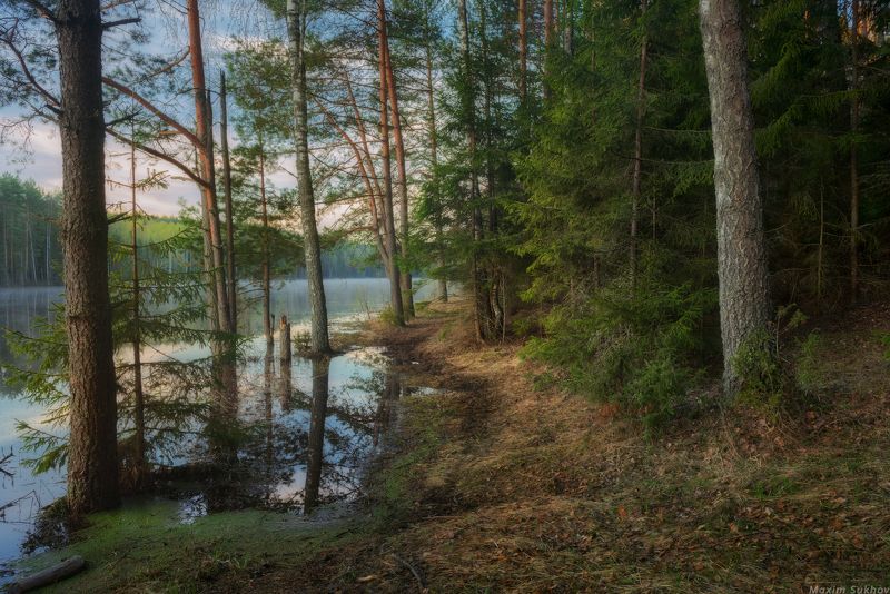 лес, утро, сосны, разлив, половодье, рассвет, дорога, тропинка, весна, распутица, тина, зелень У подтопленного леса фото превью