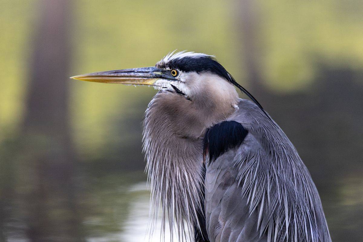 , Леонид Дьяченко