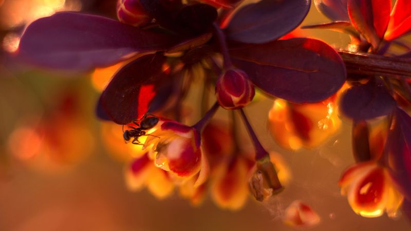 Барбариска фото превью