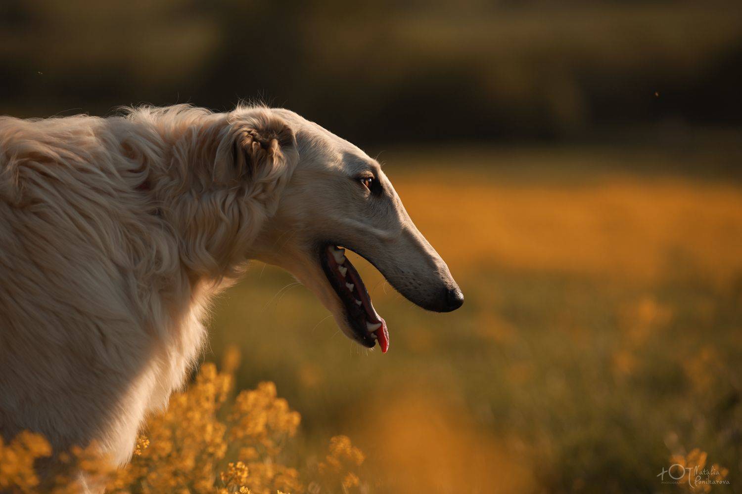 , Наталия Поникарова