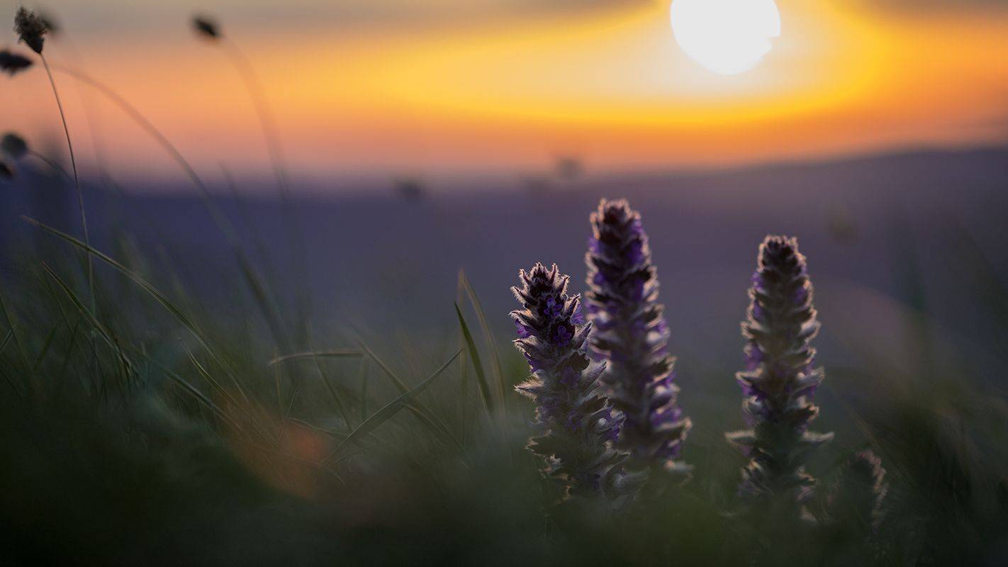 , Илья Михеев