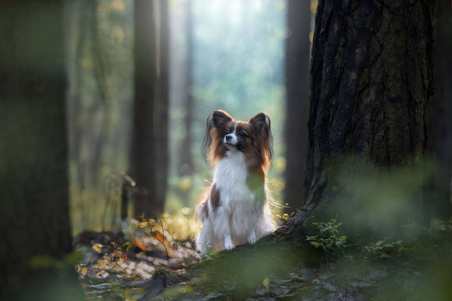 , Светлана Писарева