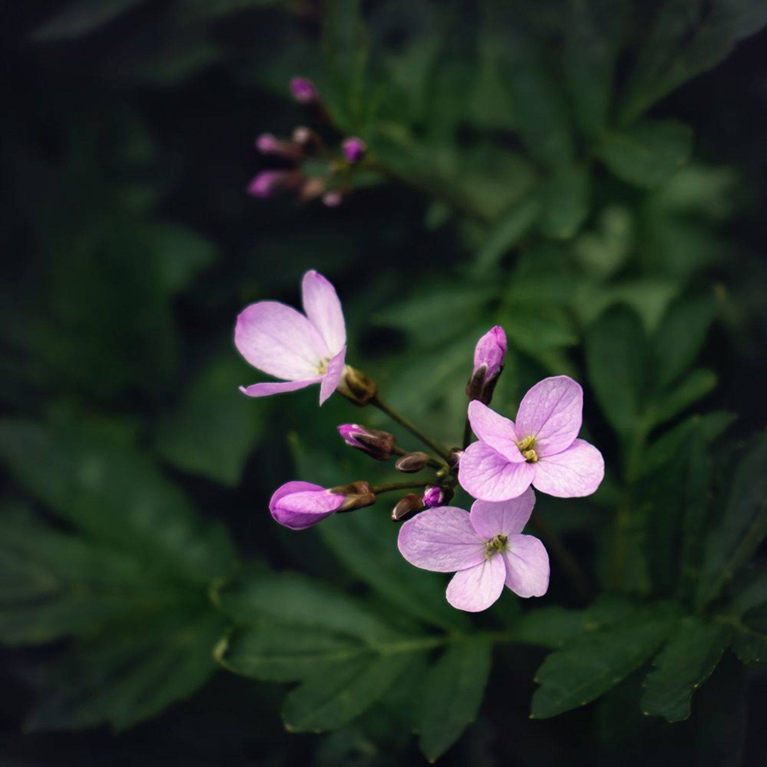 , Лана Тополева