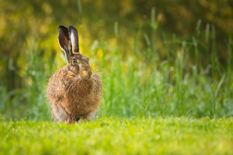 заяц фото превью