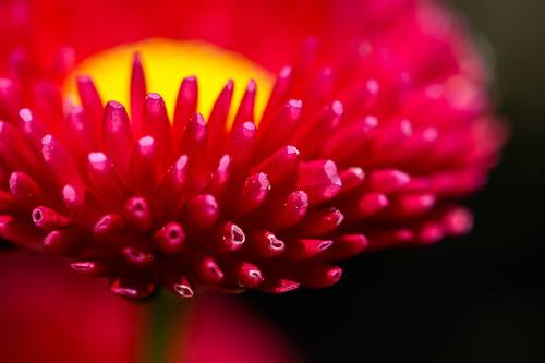 Red petals
