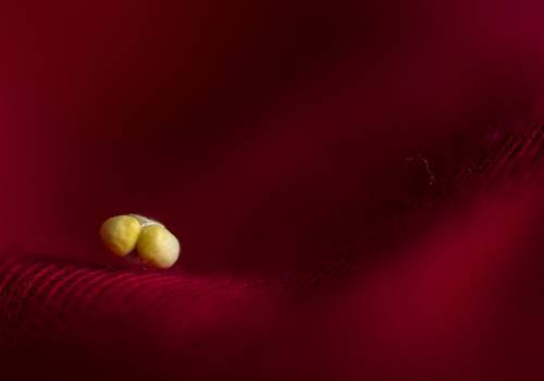 На красной ткани