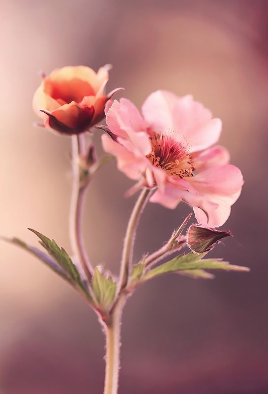 Geum фото превью