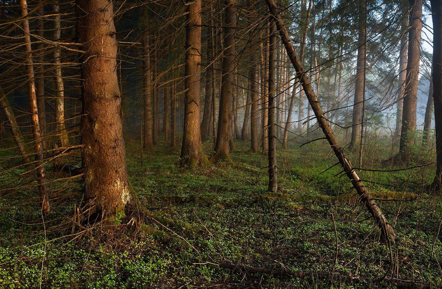 , Дмитрий Асеев