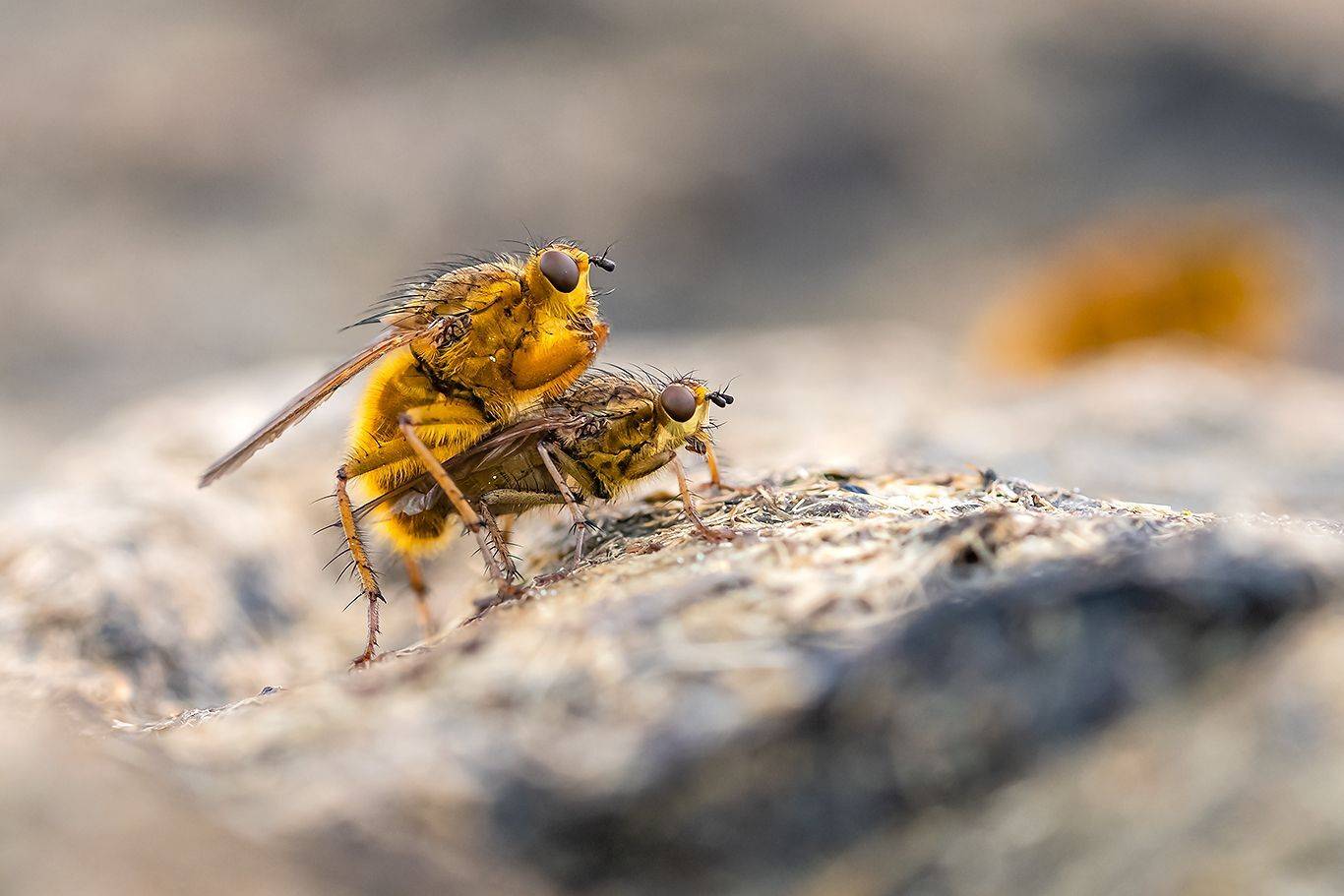 , Александр Абросимов